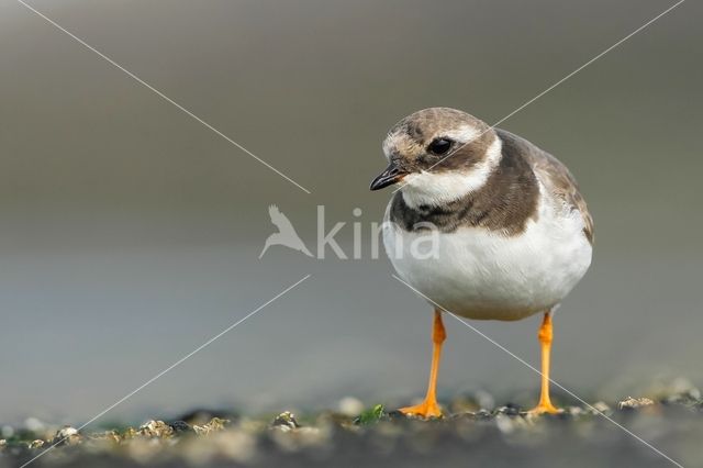 Bontbekplevier (Charadrius hiaticula)