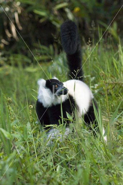 Ruffed Lemur (Varecia variegata)