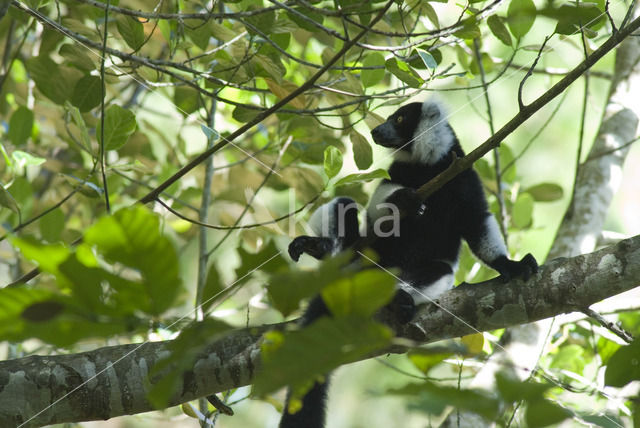 Bonte vari (Varecia variegata)