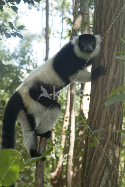 Bonte vari (Varecia variegata)