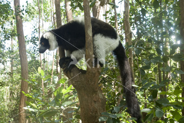 Ruffed Lemur (Varecia variegata)