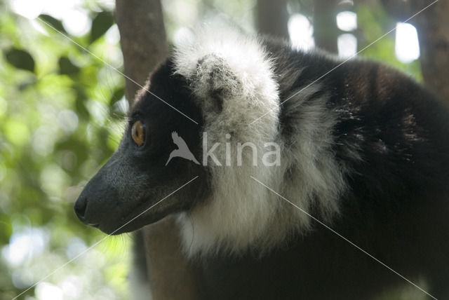 Ruffed Lemur (Varecia variegata)