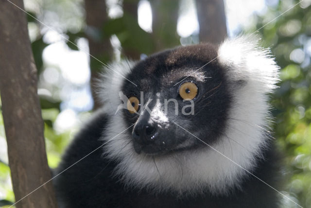 Ruffed Lemur (Varecia variegata)