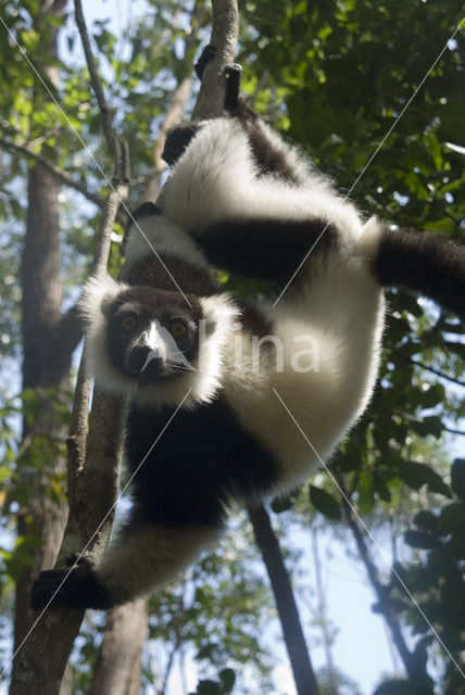 Ruffed Lemur (Varecia variegata)