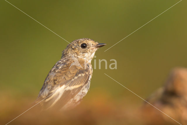 Bonte Vliegenvanger (Ficedula hypoleuca)