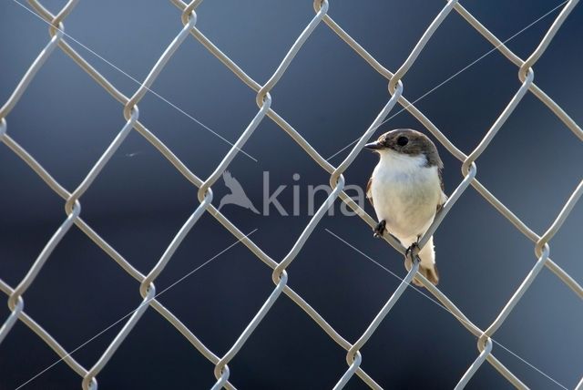 Bonte Vliegenvanger (Ficedula hypoleuca)