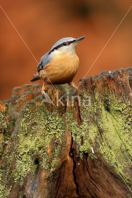 Europese Boomklever (Sitta europaea)