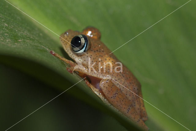 Boophis picturatus