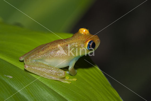 Boophis viridis