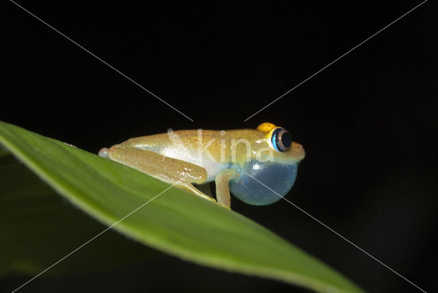 Boophis viridis