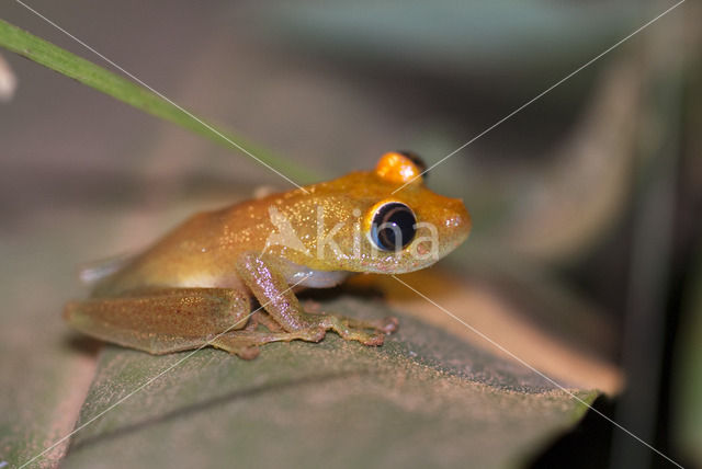 Boophis viridis