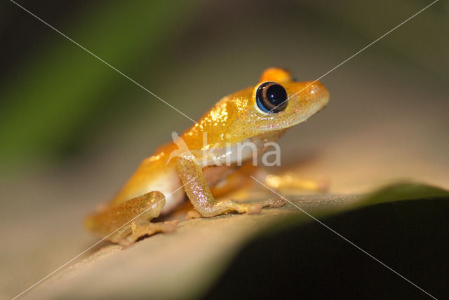 Boophis viridis