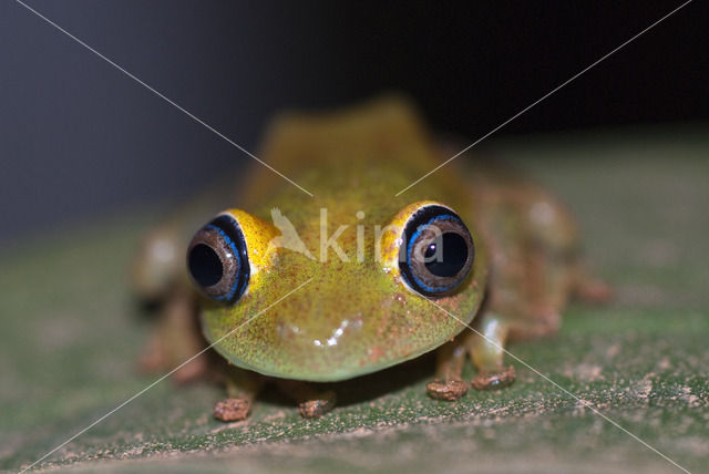 Boophis viridis