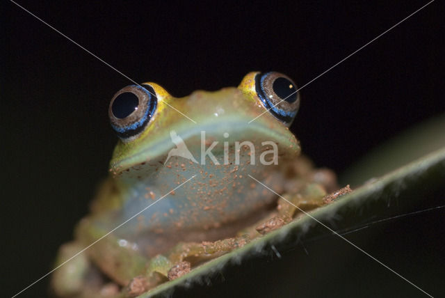 Boophis viridis