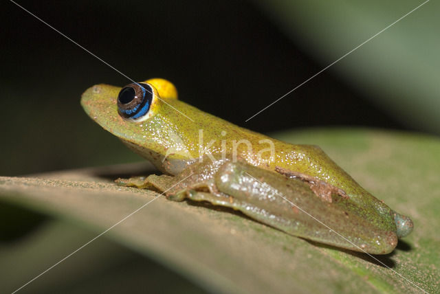 Boophis viridis