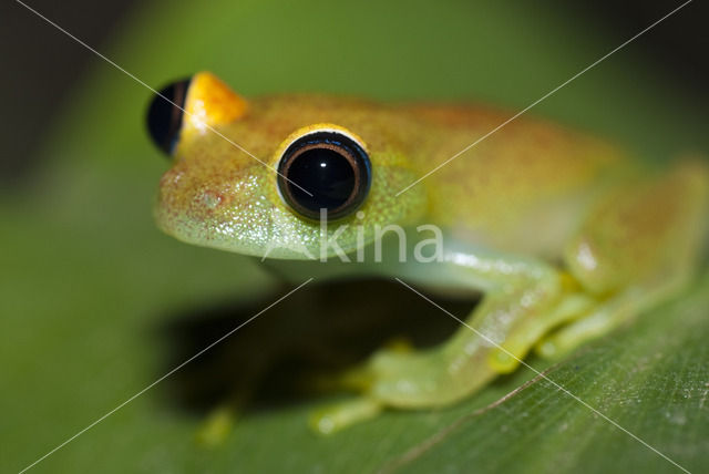 Boophis viridis