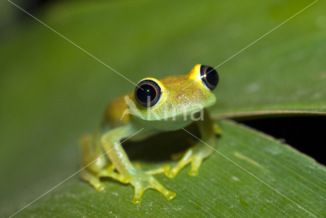 Boophis viridis