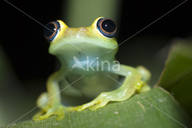 Boophis viridis