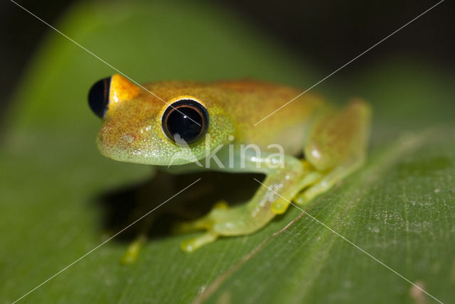 Boophis viridis