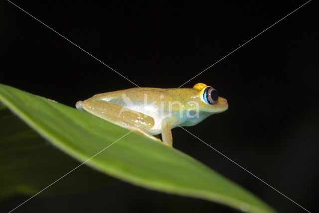 Boophis viridis