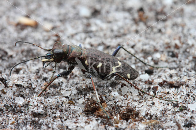 Heath Tiger Beetle (Cicindela sylvatica)