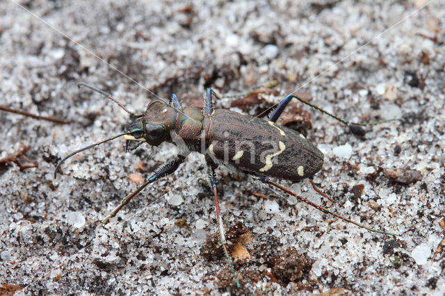 Heath Tiger Beetle (Cicindela sylvatica)