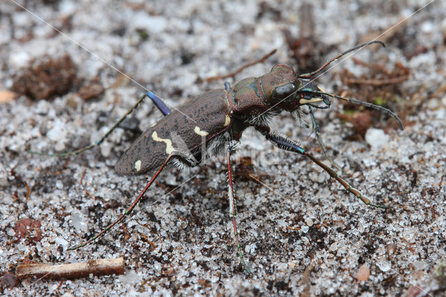 Heath Tiger Beetle (Cicindela sylvatica)