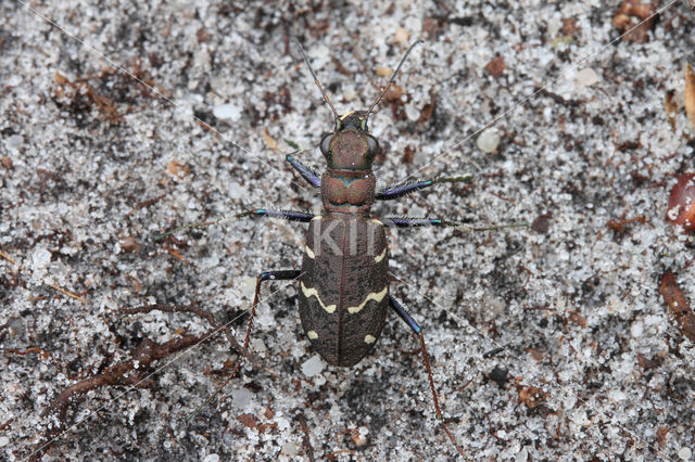 Heath Tiger Beetle (Cicindela sylvatica)