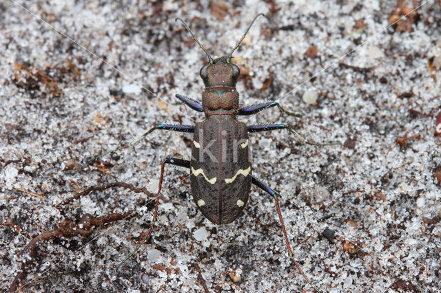 Heath Tiger Beetle (Cicindela sylvatica)