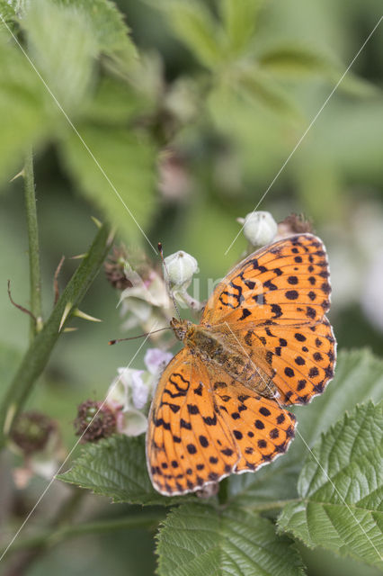 Marbled Fritillary (Brenthis daphne)