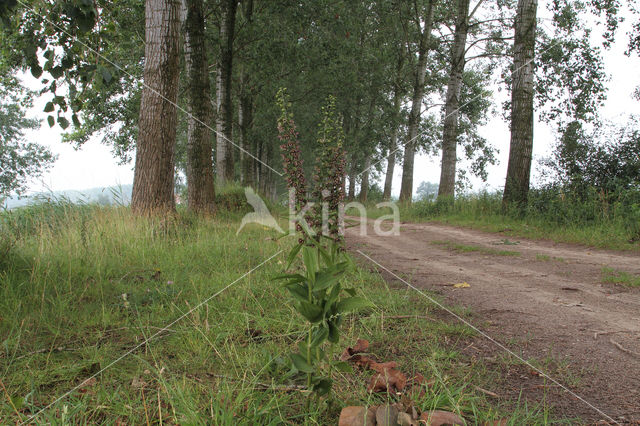 Broad-leaved Helleborine (Epipactis helleborine)