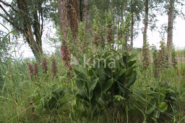 Broad-leaved Helleborine (Epipactis helleborine)