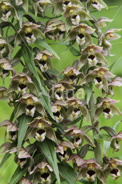 Broad-leaved Helleborine (Epipactis helleborine)