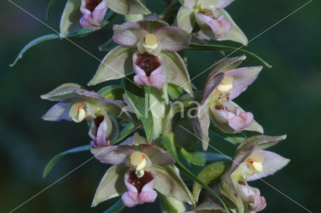 Broad-leaved Helleborine (Epipactis helleborine)