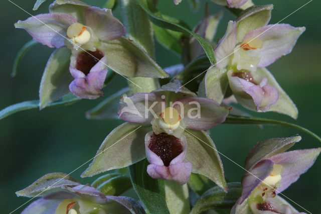 Broad-leaved Helleborine (Epipactis helleborine)