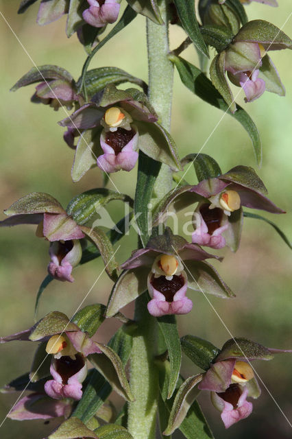 Brede wespenorchis (Epipactis helleborine)