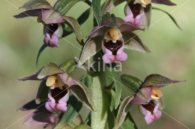 Broad-leaved Helleborine (Epipactis helleborine)