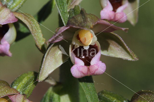 Broad-leaved Helleborine (Epipactis helleborine)