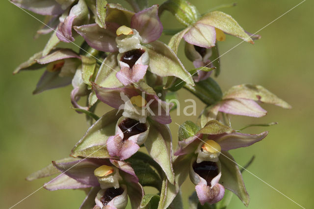 Broad-leaved Helleborine (Epipactis helleborine)