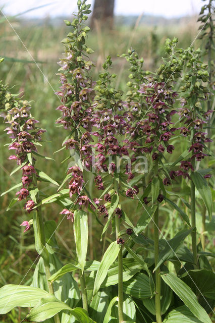 Brede wespenorchis (Epipactis helleborine)