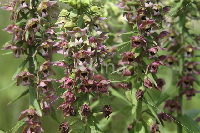 Broad-leaved Helleborine (Epipactis helleborine)