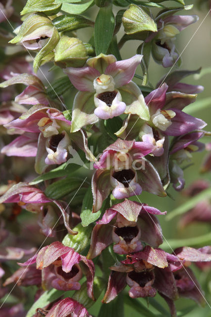 Broad-leaved Helleborine (Epipactis helleborine)