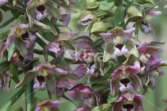 Broad-leaved Helleborine (Epipactis helleborine)