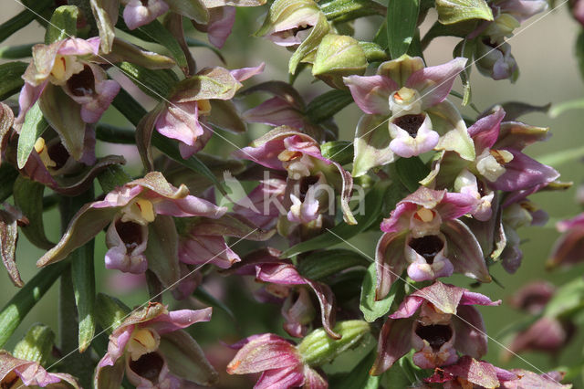 Broad-leaved Helleborine (Epipactis helleborine)
