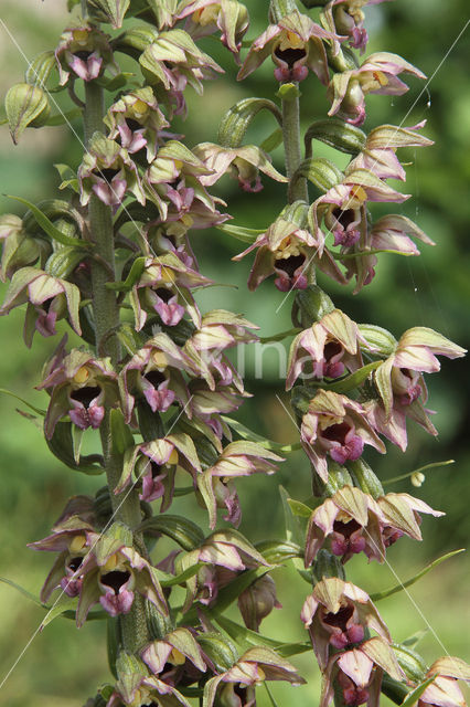 Broad-leaved Helleborine (Epipactis helleborine)