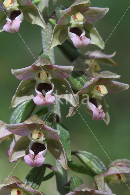 Broad-leaved Helleborine (Epipactis helleborine)