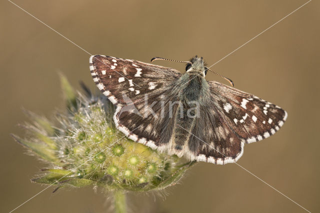 Bretons spikkeldikkopje (Pyrgus armoricanus)