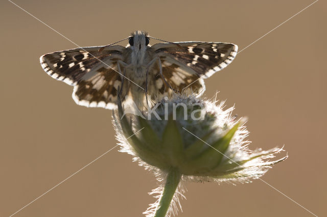 Bretons spikkeldikkopje (Pyrgus armoricanus)