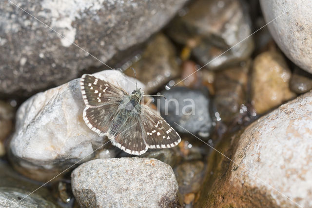 Bretons spikkeldikkopje (Pyrgus armoricanus)