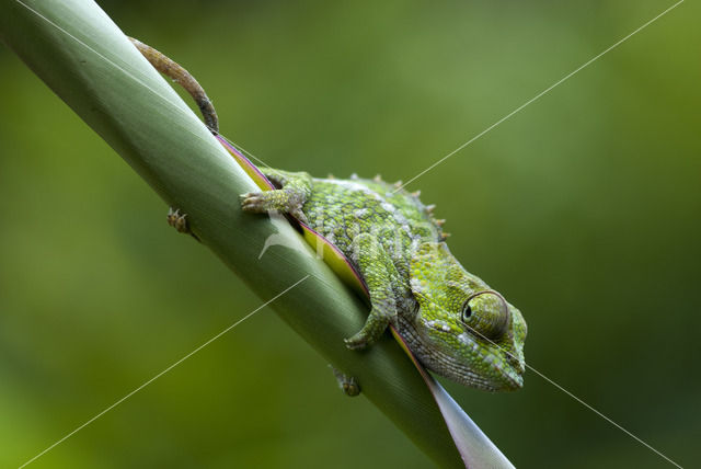 Brookesia nasus